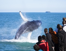 Whale safari by Iceland Tours